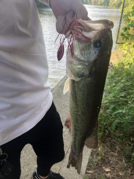 スピナーベイト！