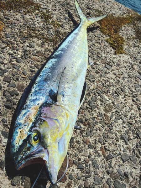 シイラトップゲーム