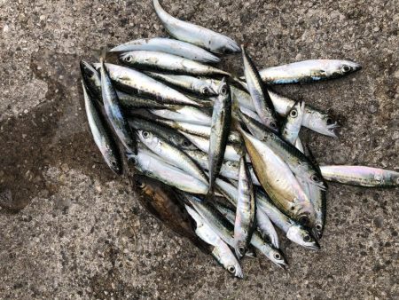 サビキの入れ食い