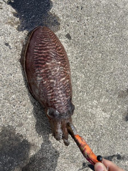 昼間にコウイカつり
