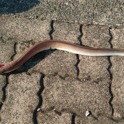 自粛明けは茶色だけかぁ