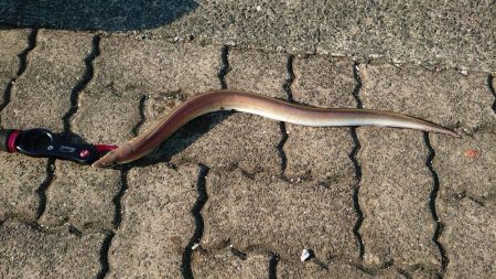 自粛明けは茶色だけかぁ