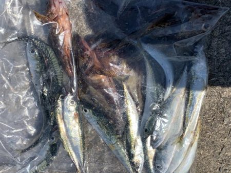 メバリングのはずが・・・