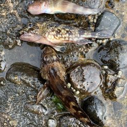 穴釣り 投げ釣り