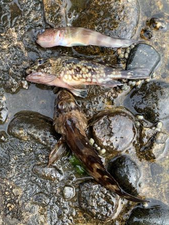 穴釣り 投げ釣り