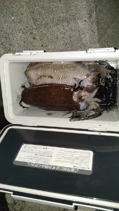 仕事帰りエギング調査