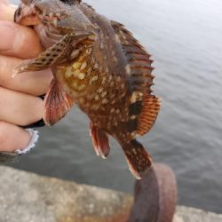 青物不発でライトゲームで休憩