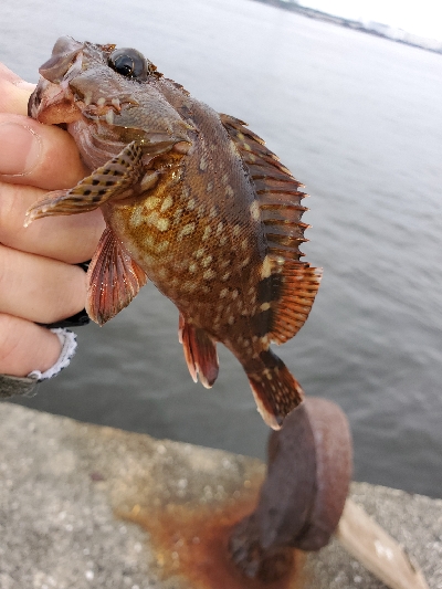 青物不発でライトゲームで休憩