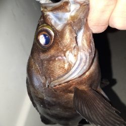 オフショアライトフィッシング