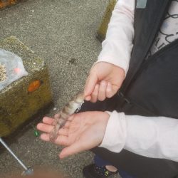 久しぶりの投稿です。