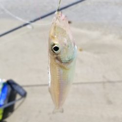 生見海岸、白浜海岸