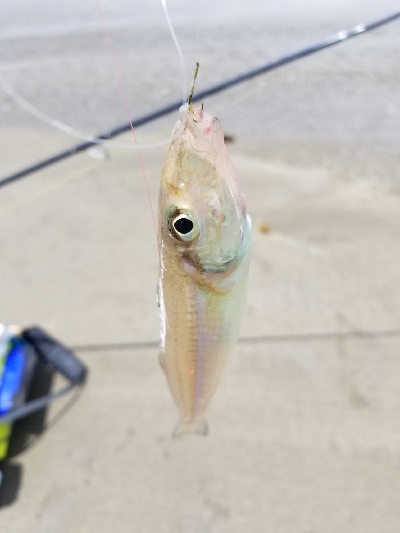 生見海岸、白浜海岸