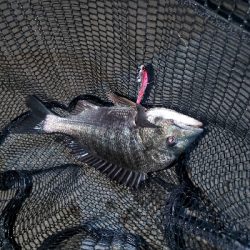 自粛明けブリームゲーム