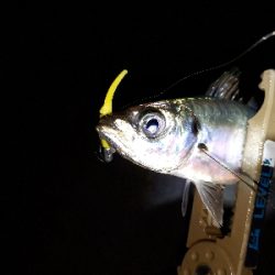 三密ポイントを回避してからのアジング