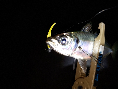 三密ポイントを回避してからのアジング