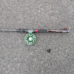 ちっちゃなキジハタ