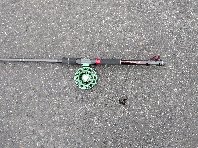 ちっちゃなキジハタ