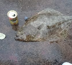 久しぶりの良い釣果