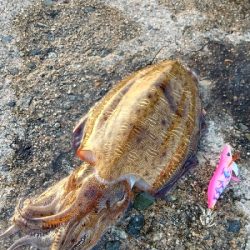 コウイカの親イカ