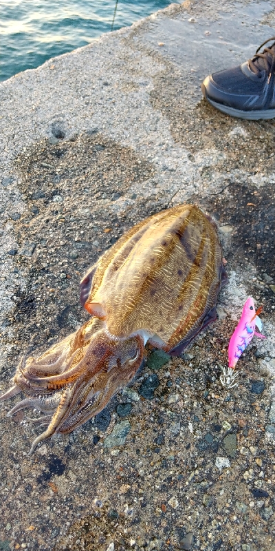 コウイカの親イカ