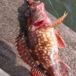 南港ガシリング