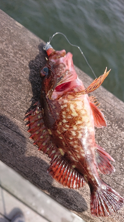 南港ガシリング