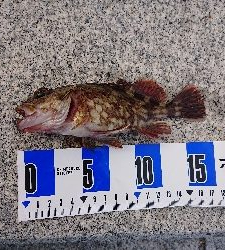 南港ガシリング