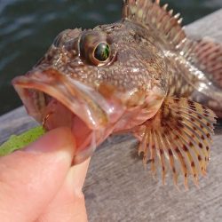 青物狙いワインド