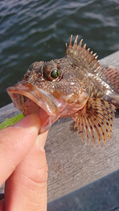 青物狙いワインド