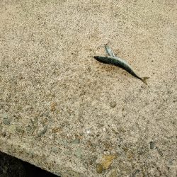 久しぶりの釣りです。