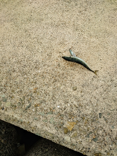 久しぶりの釣りです。