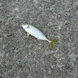 サゴシ ハマチ狙い