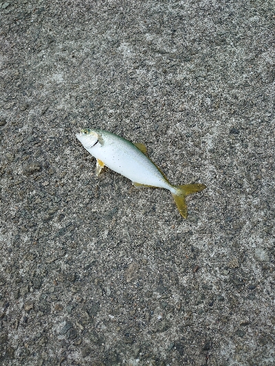 サゴシ　ハマチ狙い