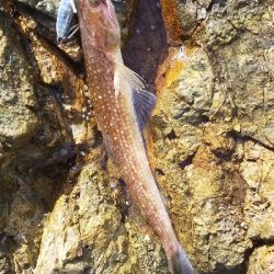 久しぶりの釣り