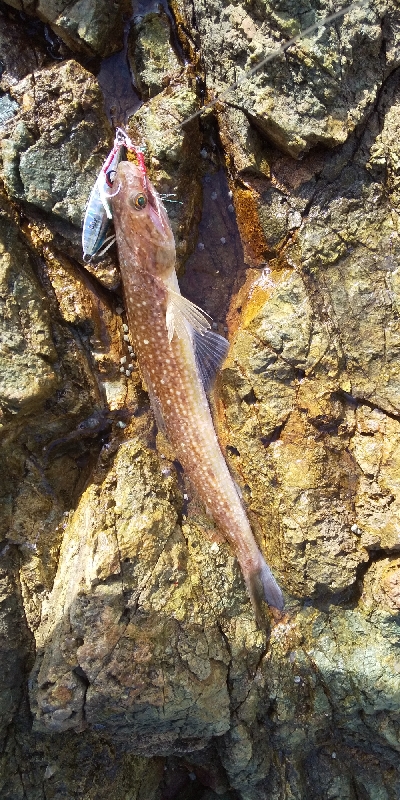 久しぶりの釣り