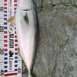 メジロと思ったのに