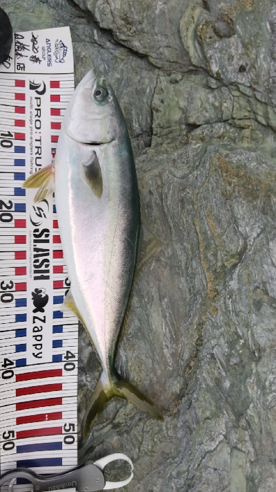 メジロと思ったのに