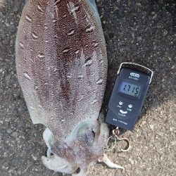 キロアップ紋甲イカ