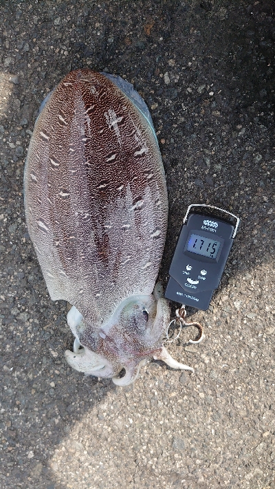 キロアップ紋甲イカ