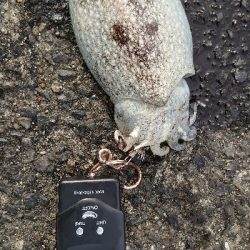 渋い中、なんとか2杯