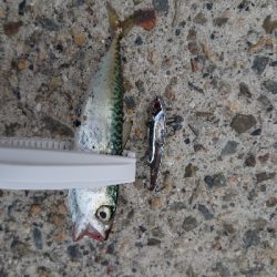 ダイソーバイブ