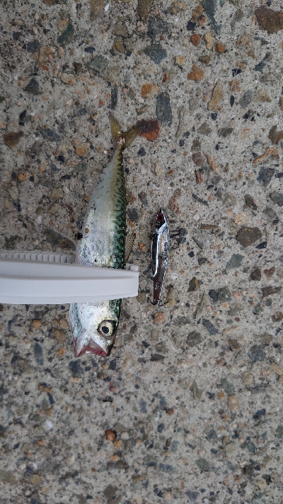 ダイソーバイブ