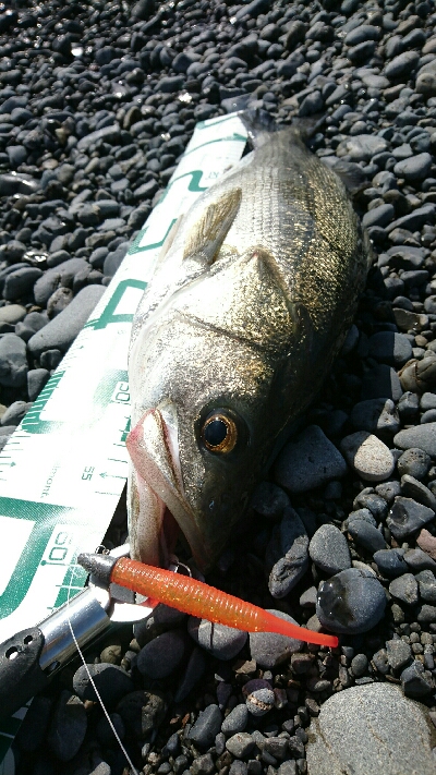 浜ランガンガン