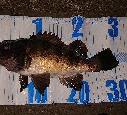 メバルはとりあえずクリア系で!