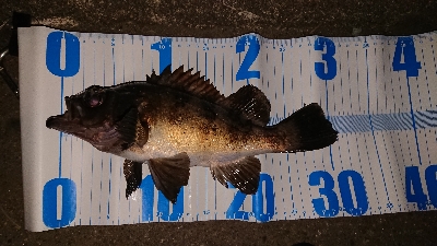 メバルはとりあえずクリア系で！