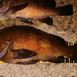 ジグ単でこのサイズは満足