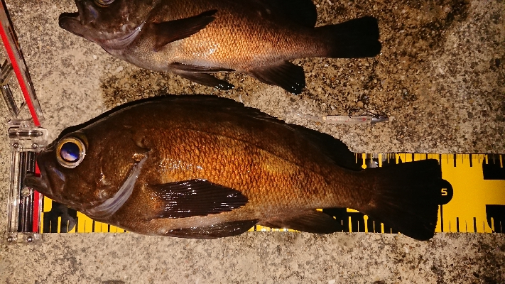 ジグ単でこのサイズは満足