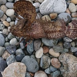 ジギングで予想外の魚