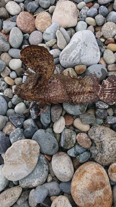 ジギングで予想外の魚