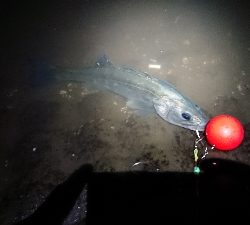 久しぶりのやつ